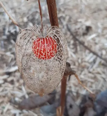 Le P'tit Nid De Gabriel 3* Les Touches-de-Perigny